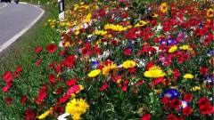 Blumenwiese Oberschwäbischer Sommertraum